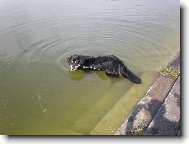 Akim moc r�d plave