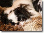 zalou�en� sp�nek