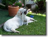 Hugo a Roz�rka