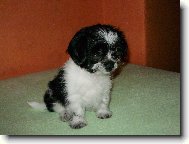 N� mal� Jack..