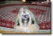 Alf�k