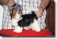 Ully Cudle Boy Lover�s knot