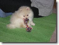 �t�n� pomeranian