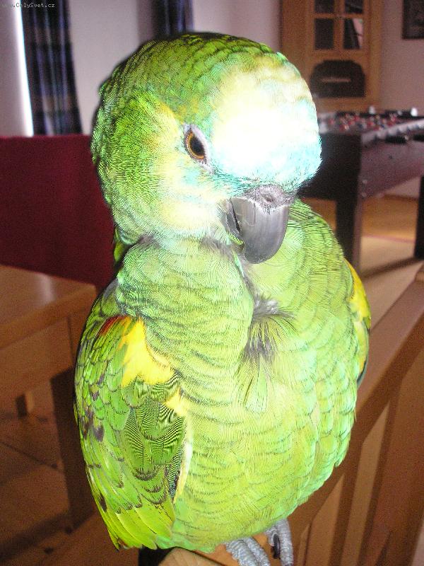 Foto: Rorinka-Amazo�anka na chalup� na Vyso�in�