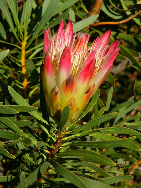 Foto: Protea