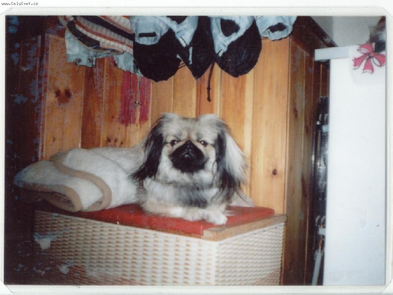 Foto: Nela-Hl�d�m d�m