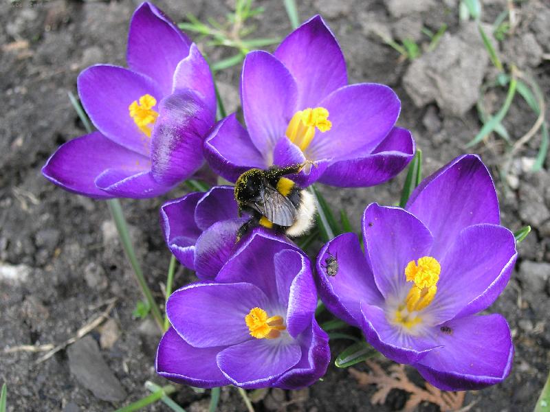 Foto: �mel��ek-jaro