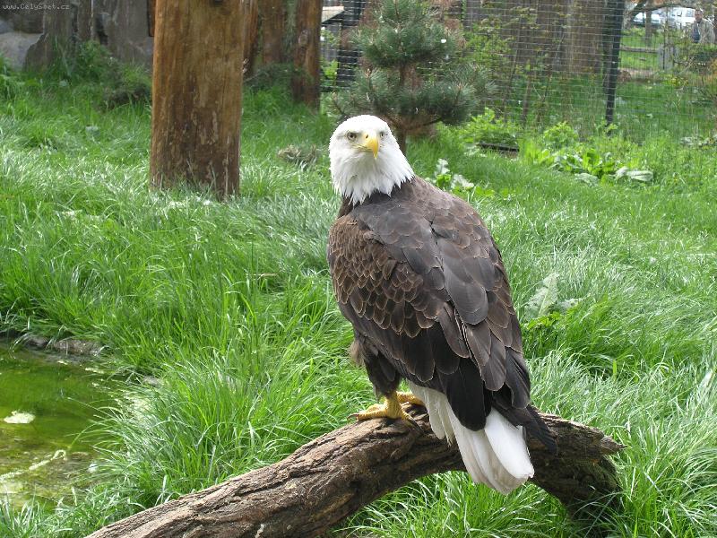 Foto: jsem p��snej, bacha na m�-Orel B�lohlav�