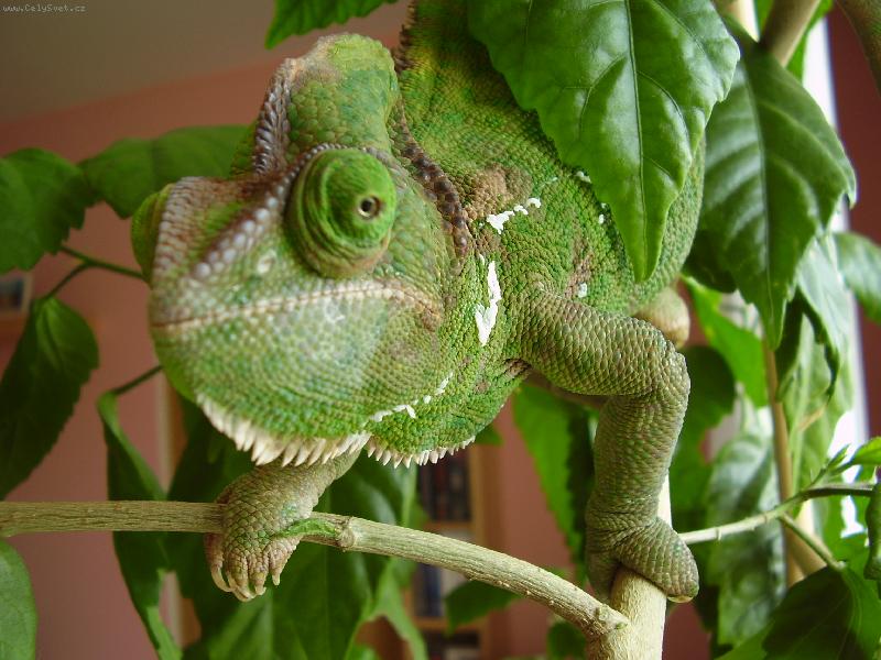 Foto: Br�ulka-Chameleon Jemensk�