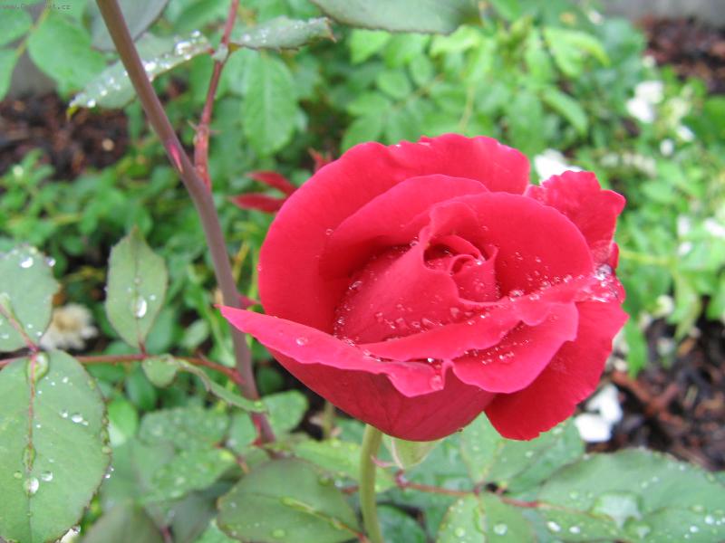 Foto: De��ov� r��e