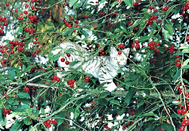 Foto: T�e�n� mi taky chutnaj�