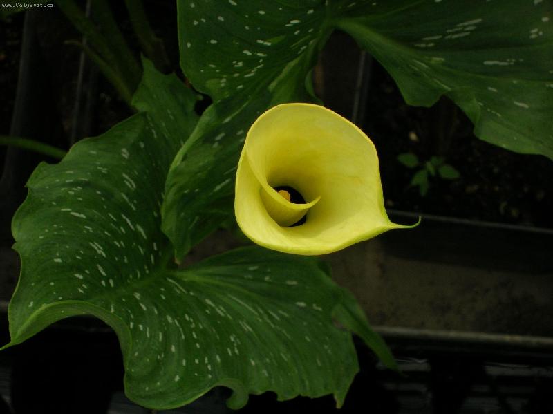 Foto: �lut� kala