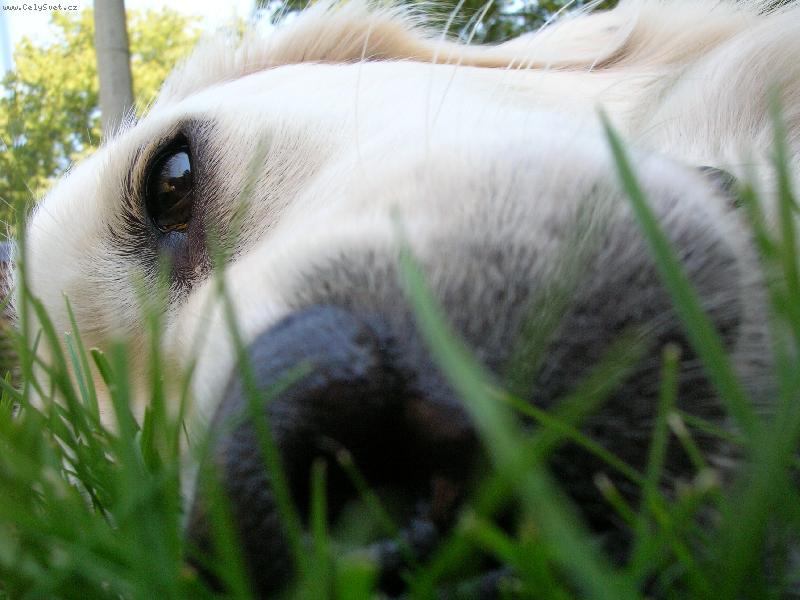 Foto: Pirinka pot�et�