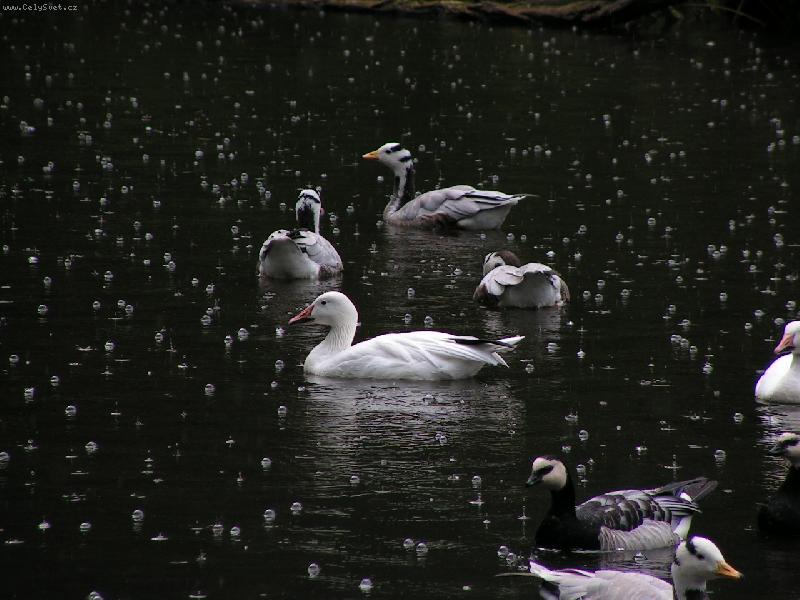 Foto: D隝-ZOO JIHLAVA
