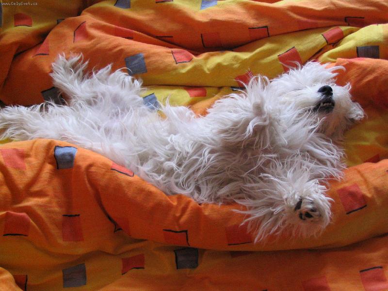 Foto: lacky-odpoledn� sn�n�