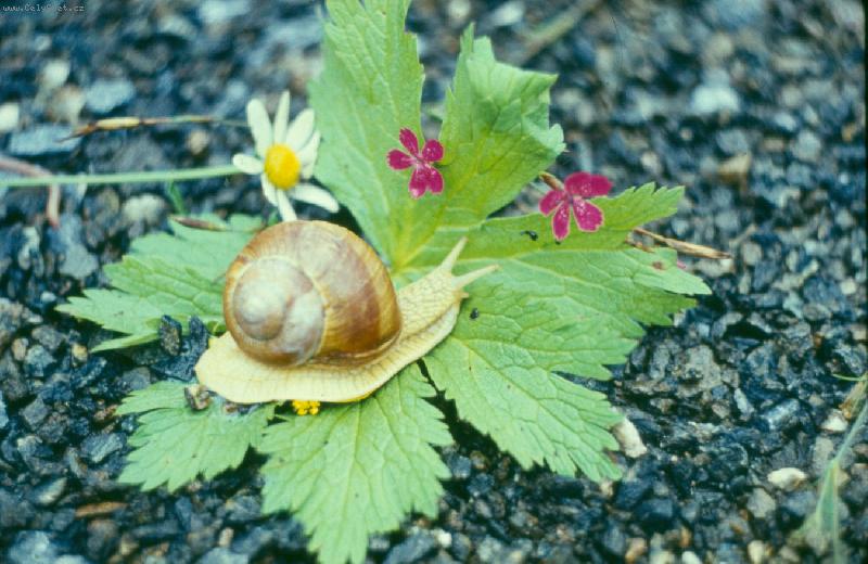 Foto: �nek na list�