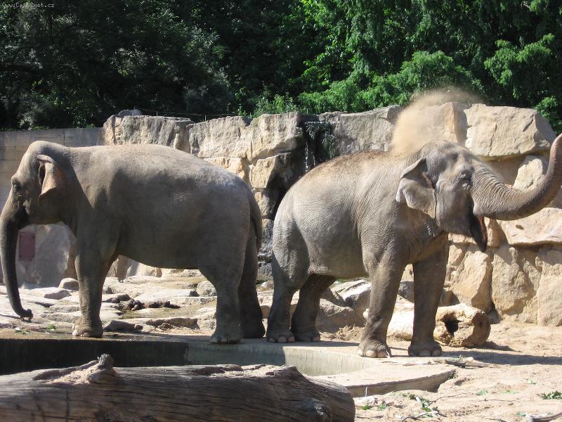 Foto: slonici :)