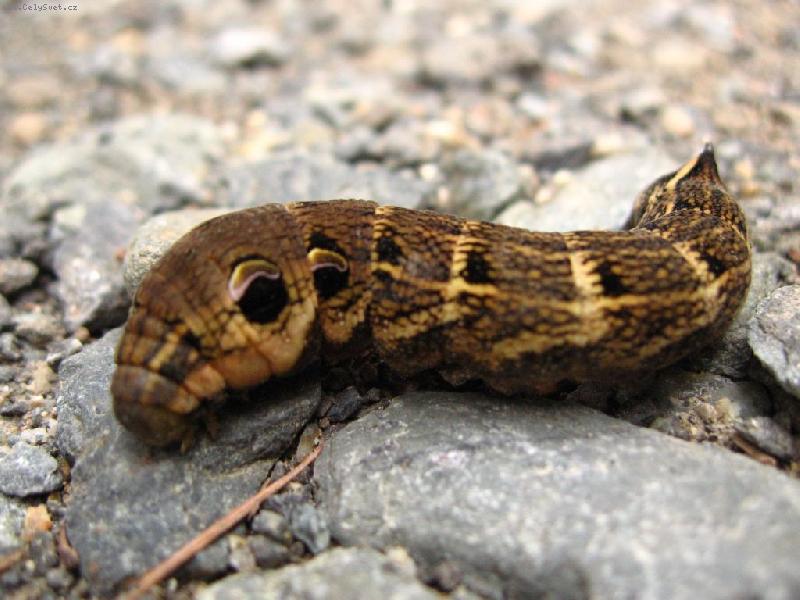 Foto: Matka p��roda se vy��dila