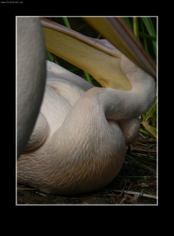 Foto: Vrozen� elegance