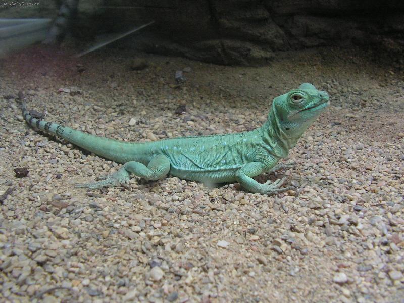 Foto: priroda-zoo olomouc