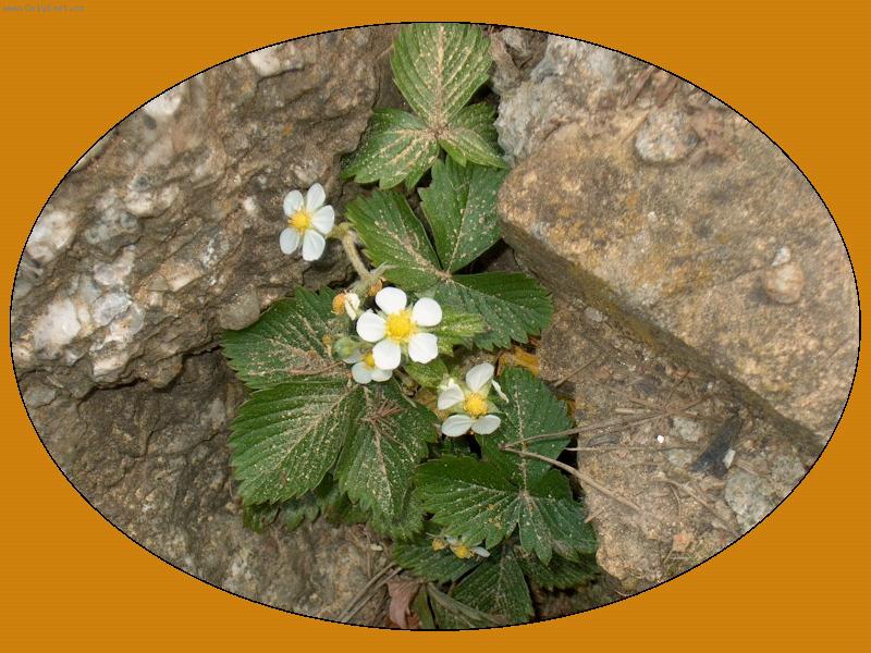 Foto: jahody ve skalce