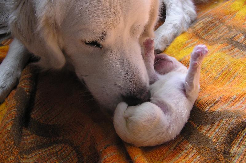 Foto: pom�c m�ma m� myje