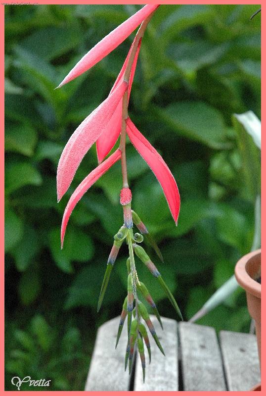 Foto: R��ov� kr�sa