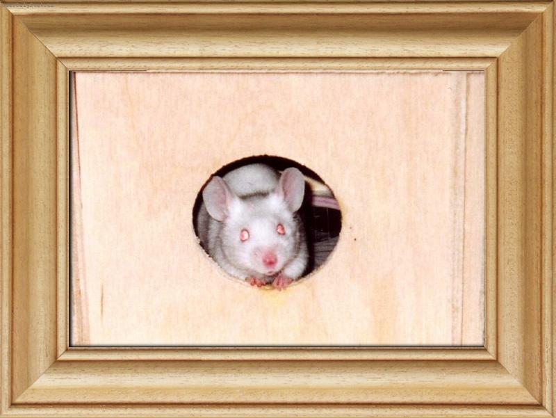 Foto: Kde je ta ko�ka ?-My�