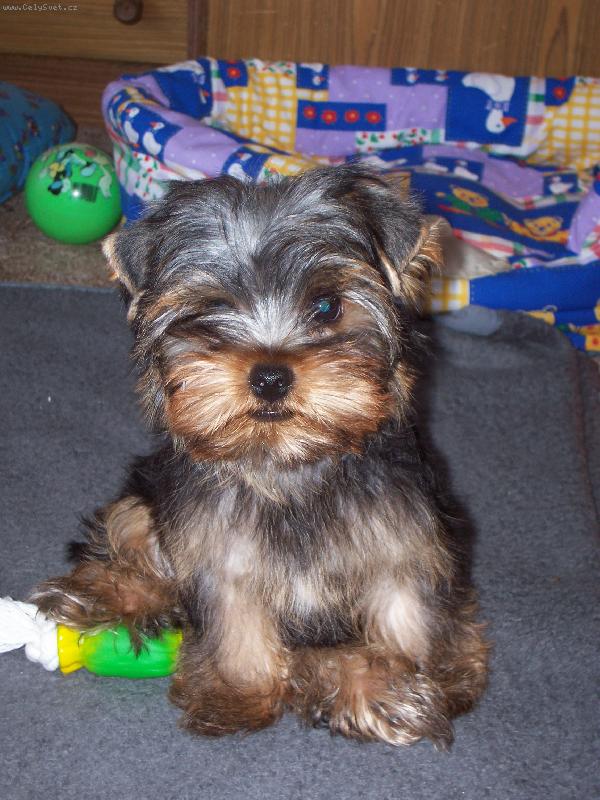 Foto: Tommy-�erstv� vykoupan�:)))