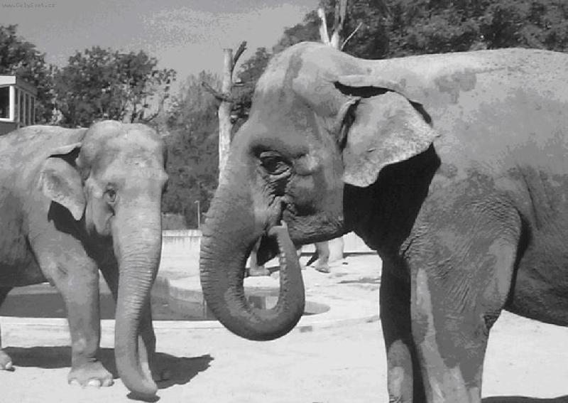 Foto: N�v�t�va z Asie