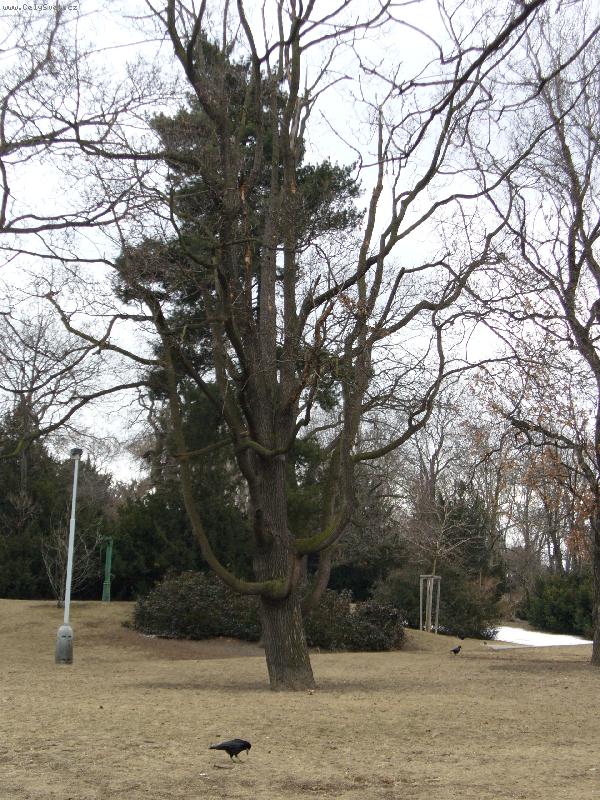 Foto: �arovn� strom