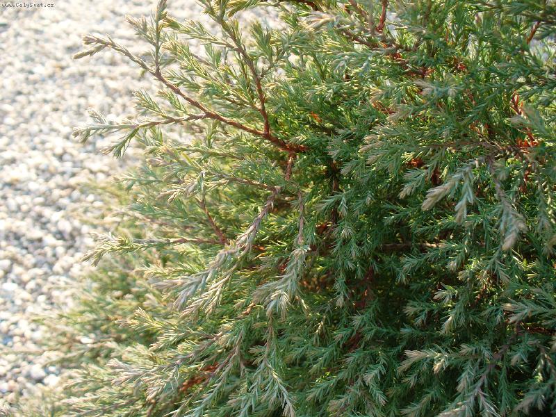 Foto: Jemn� pohlazen�