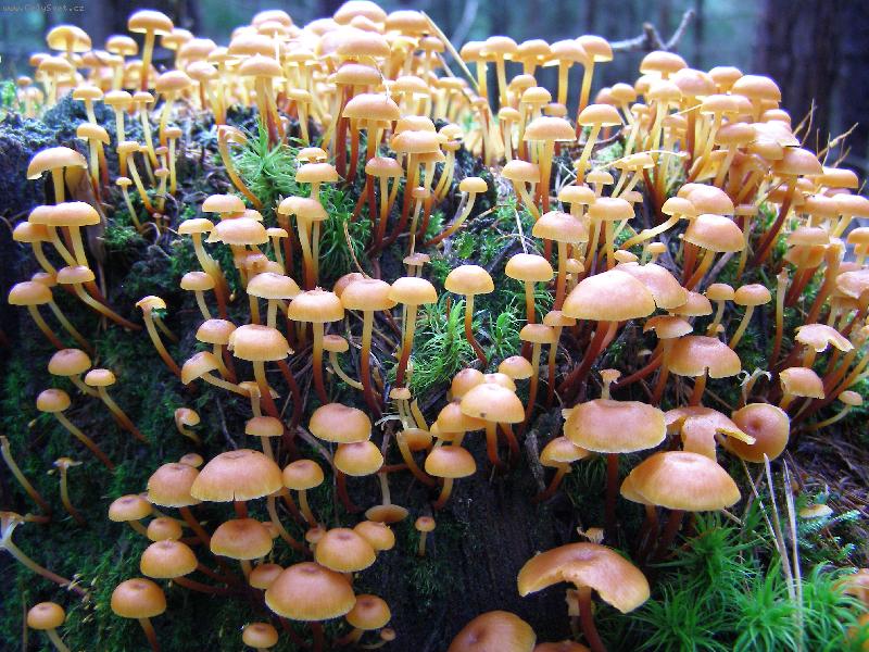 Foto: houbi�ky