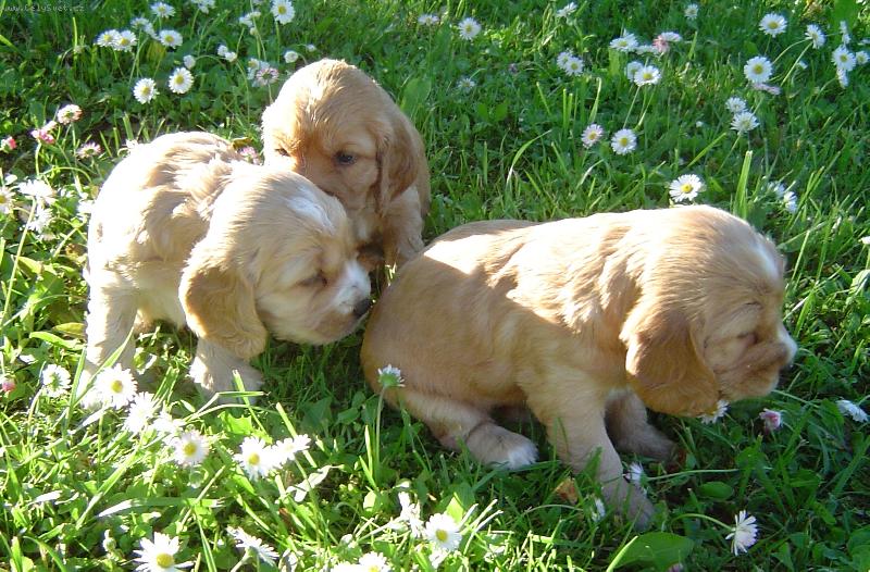 Foto: chlupat� kuli�ky