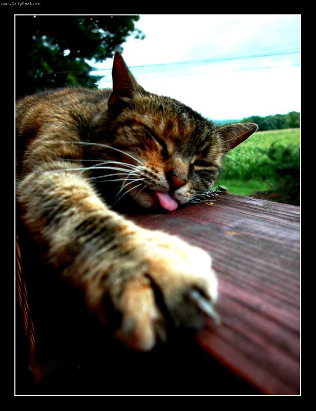 Foto: Na�e Mi� Mi� =)