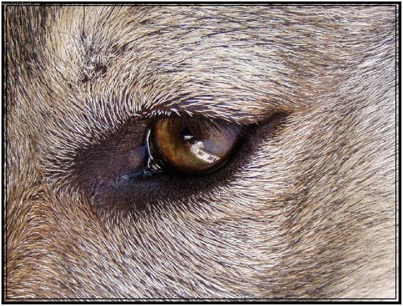 Foto: Baron-okno do ps� du�e