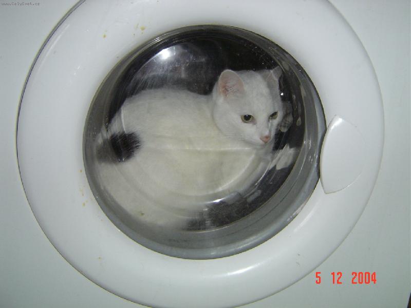 Foto: �istotn� ko�i�ka