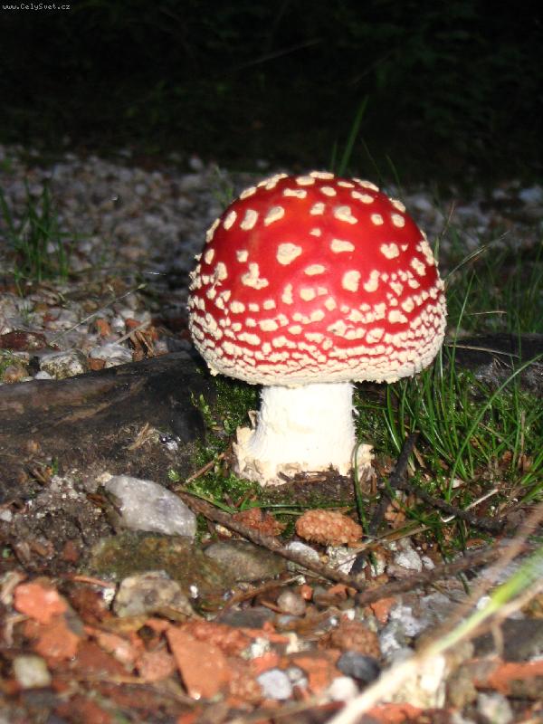 Foto: jedovat� kr�sn�