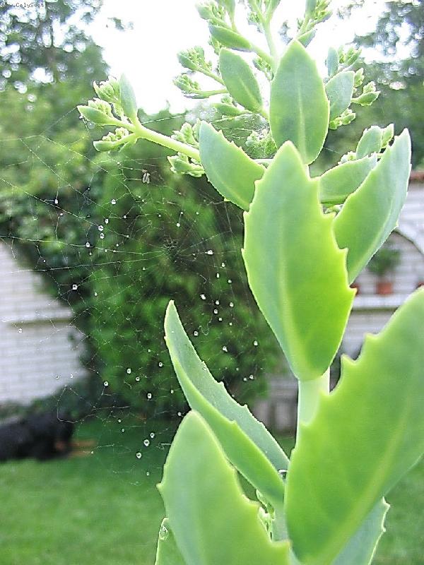 Foto: ter�-pavu�ina