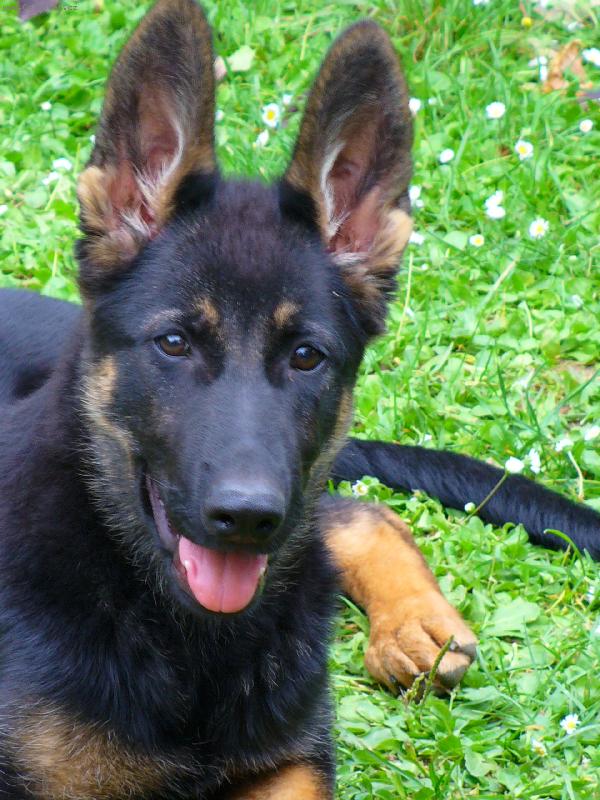 Foto: �t�ndo N�meck�ho ov��ka-SARAH