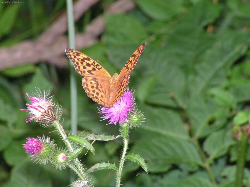 Foto: odpocinek-motylek