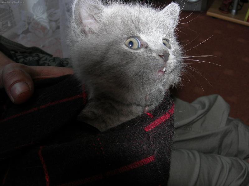 Foto: Jsem to ale ko�ka :))-Mal� Debbie