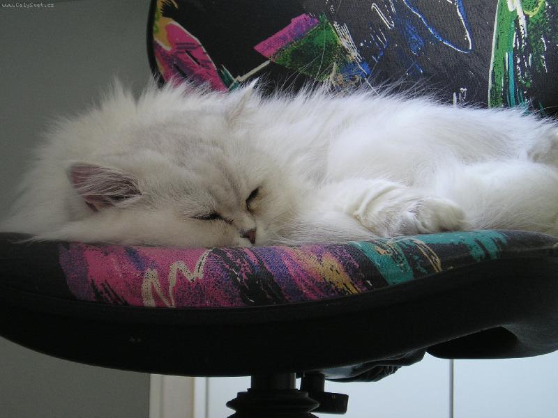 Foto: Ko�i�ka Sisi-... M�au...