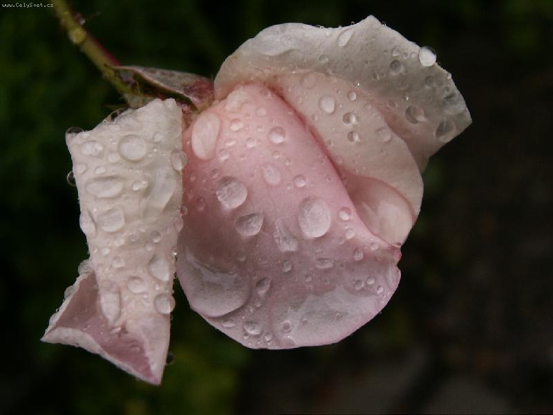 Foto: r��ov� poup�tko