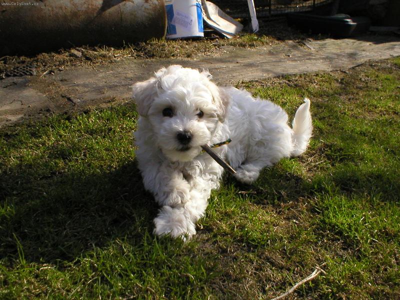 Foto: Idefix-�t�n�