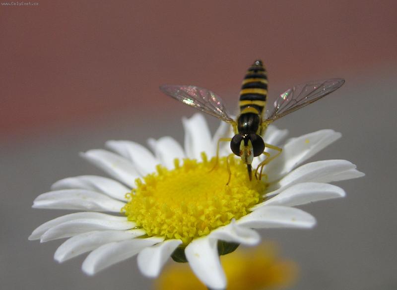 Foto: Bezmocnost-M� snad na v�b�r?