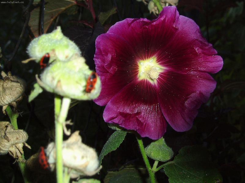 Foto: Sl�zov� r��e