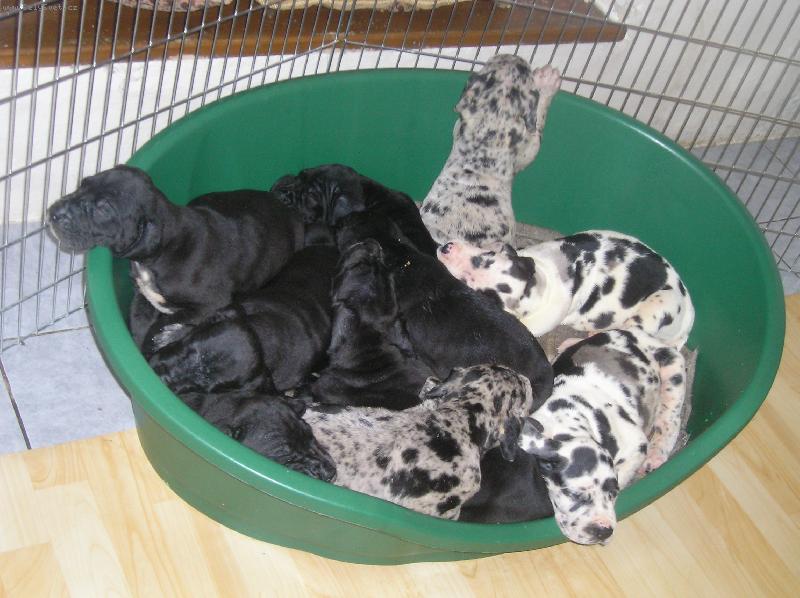 Foto: Na�i prckov�-Silva Tarok