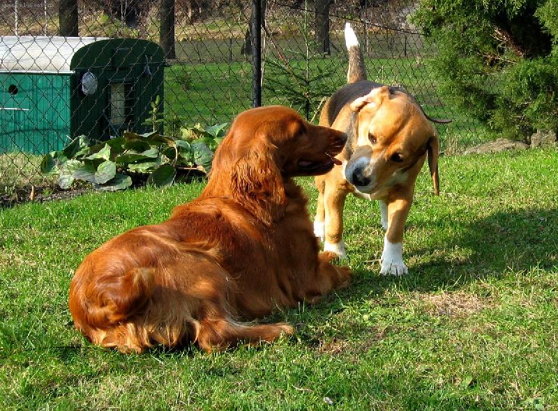 Foto: opravdu m��e� chodit ven bez obojku?