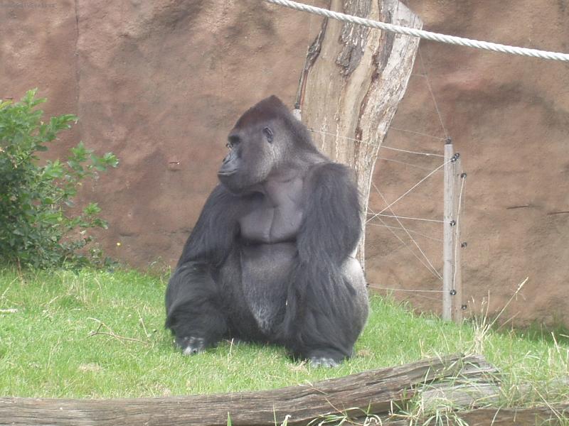 Foto: Gorila-Tady jsem p�nem J�